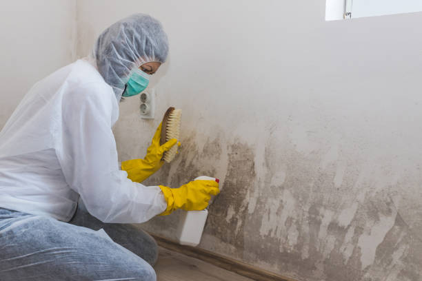 Best Black Mold Removal  in Ganado, TX