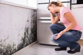 Why You Should Choose Our Mold Remediation Services in Ganado, TX